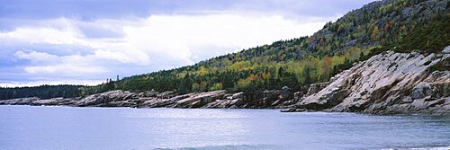 Trees on an island, Sand Beach, Acadia National Park, Acadia, Maine, USA