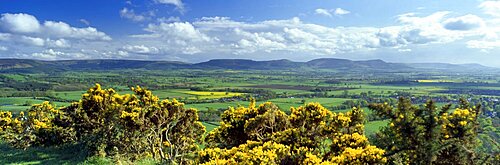 High Angle View Of Trees, North York Moors National Park, North Yorkshire, England, United Kingdom