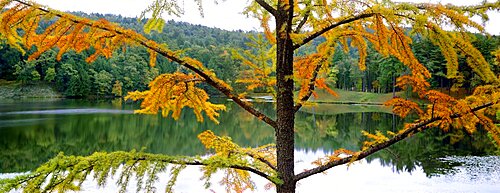 Close-up of a larch tree in autumn