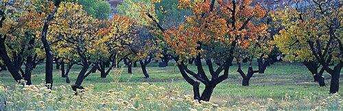 Fruit orchard in Capitol Reef National Park, UT, USA