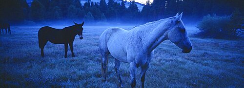 Horses