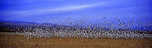 Snow Geese Bosque Del Apache NM