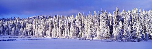 Winter Wawona Meadow Yosemite National Park CA