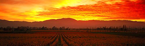 Sunset Napa Valley CA USA