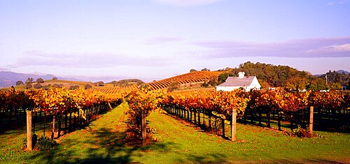 Vineyard Napa Valley CA