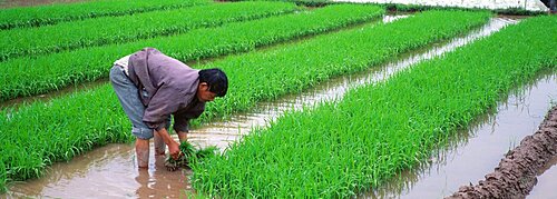 Farmer Rice Fields Guangxi Province China