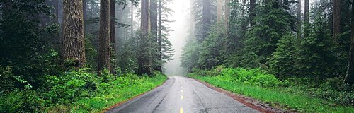 Road Lady Bird Grove Redwood National Park CA USA