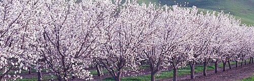 Almond Orchard CA