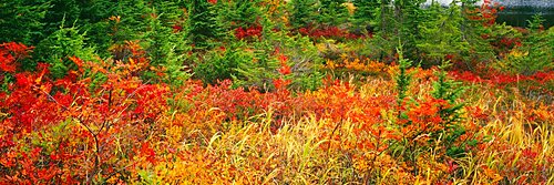 Autumn Snoqualmie National Forest WA