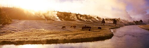 Bison Firehole River Yellowstone National Park WY