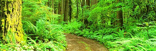 Trail Rockport State Park WA USA