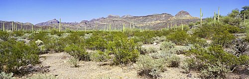 Sonoran Desert Organ Pipe Cactus National Mon AZ USA