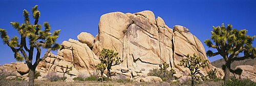 Low angle view of trees and rocks in a park, Joshua Tree National Monument, California, USA