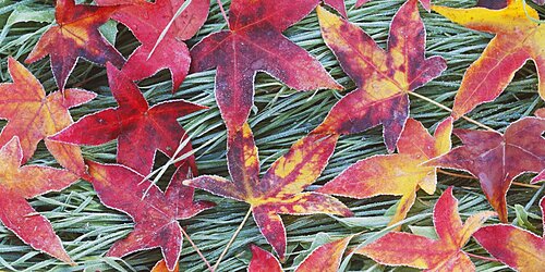 High angle view of leaves on grass, Sacramento, California, USA