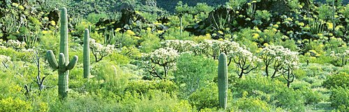 Cacti Organ Pipe National Park AZ USA