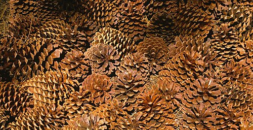 Close-up of pine cones, California, USA