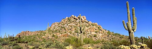 Saguaro & Cholla Cactus Sonoron Desert AZ USA