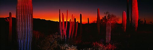 Organ Pipe National Park AZ