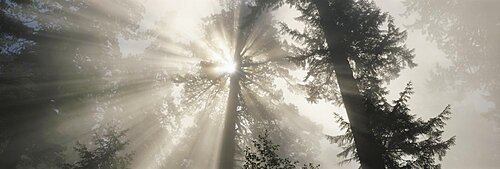 Low angle view of trees, Redwood National Park, California, USA