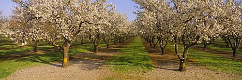 Trees in a row, Almond Tree, Sacramento, California, USA