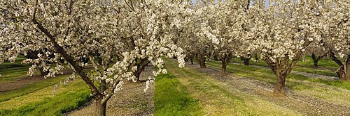 Almond trees in a row, Sacramento, California, USA