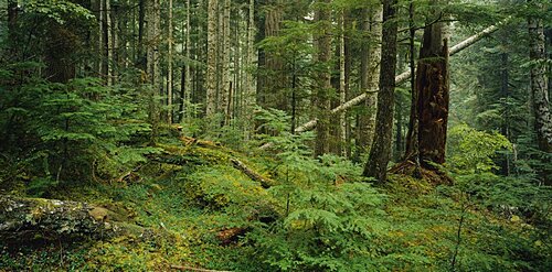 Trees in a forest, Hoh Rainforest, Olympic National Forest, Washington State, USA