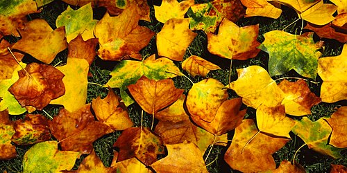 High angle view of leaves on the grass, Capitol Park, Sacramento, California, USA