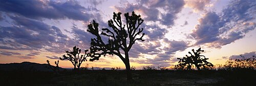 Silhouette of Joshua trees at sunset, Saddleback Buttes State Park, Lancaster, California, USA