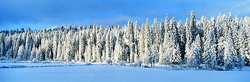 Winter Wawona Meadow Yosemite National Park CA USA