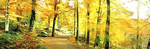 Autumn Forest Germany