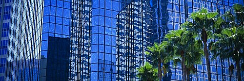 Trees in front of buildings, Tampa, Florida, USA