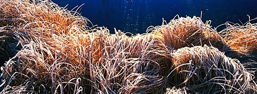 Close-up of frost on the grass, Montana, USA