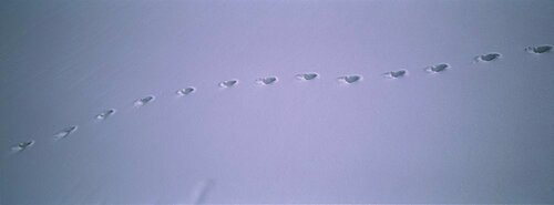 High angle view of footprints on snow