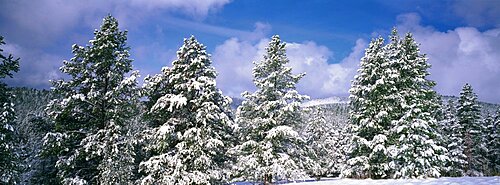 Low angle view of ponderosa pine trees covered with snow, Helena National Forest, Montana, USA