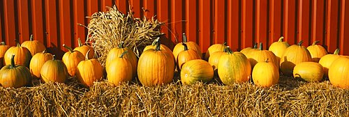 Pumpkins near a fence, Oland, Sweden