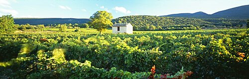 Vineyard Provence France