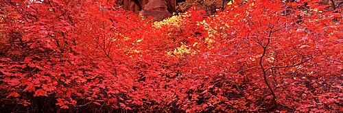 USA, Utah, Zion National Park, Fall Color