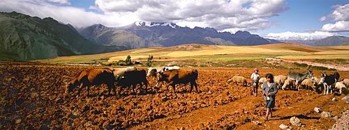 Children herding livestock across highland plateau above Urubamba River (Sacred Valley of the Inca) near the village of Maras, Highlands, Peru