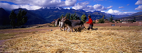 A farmer using his donkey team to thresh barley on his farm near Maras on plateau above the Urubamba River, north of Cuzco, Highlands, Peru