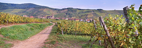 Niedermorschwihr, village of the Alsatian Wine Road, from the vineyards, Haut Rhin, Alsace, France, Europe