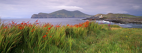 Doulus Bay and Doulus Head, Valentia island, Ring of Kerry, Munster, Republic of Ireland, Europe