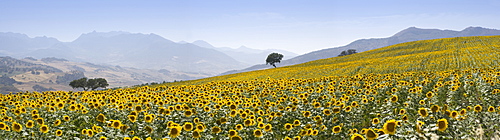 Sunflowers, near Ronda, Andalucia (Andalusia), Spain, Europe