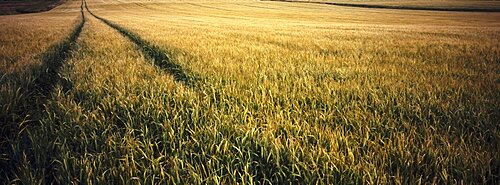 Agricultire, Farming, Combine harvester tracks through wheatfield, highlands, Scotland.