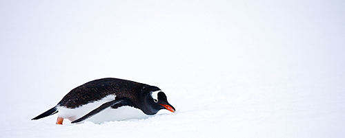 Gentoo penguin sliding in the snow, Petermann Island, Antarctic Peninsula, Antarctica, Polar Regions