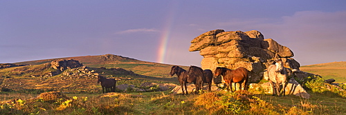 Dartmoor Ponies shelter beside a granite outcrop in summer near Saddle Tor, Dartmoor National Park, Devon, England, United Kingdom, Europe 