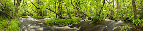 River Teign in full spate in spring, Dartmoor, Devon, England, United Kingdom, Europe