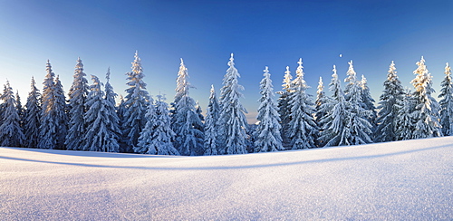 Snow-covered pine trees in the first morning light on the Belchen summit, Black Forest, Baden-Wuerttemberg, Germany, Europe