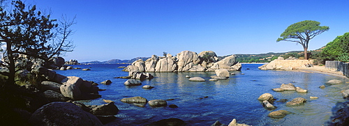 Pine tree on the beach, rock formation, Palombaggia Bay, East Coast, Corsica, France, Europe