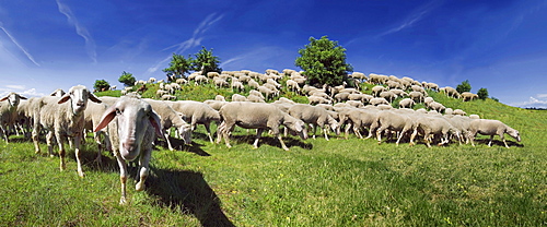 Flock of Altmuehltaler sheep grazing on a hill in Upper Eichstaett, Bavaria, Germany, Europe