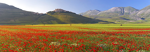 Castelluccio village in the Sibillini mountains at wild flower season, Piano Grande plain Umbria, Italy, Europe